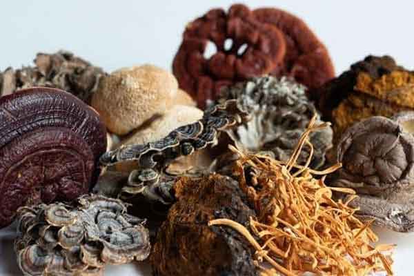 Daydream Organics | 7 Mushroom Tincture (Double Extracted)